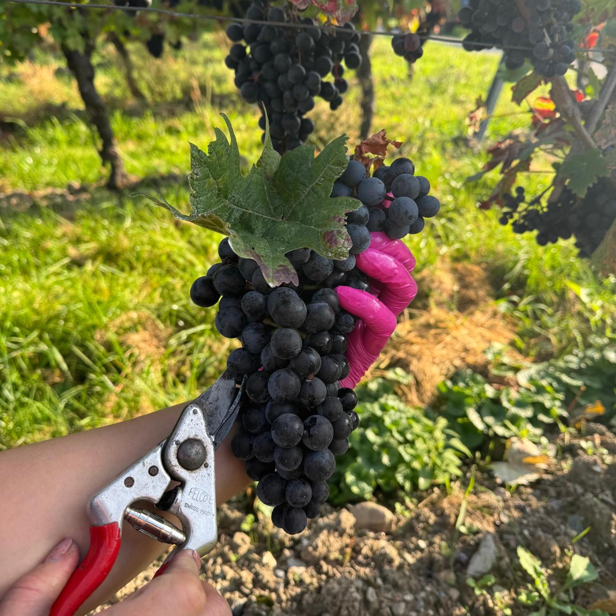 לינה וארוחת בוקר בראונברג Weingut Tiliahof מראה חיצוני תמונה